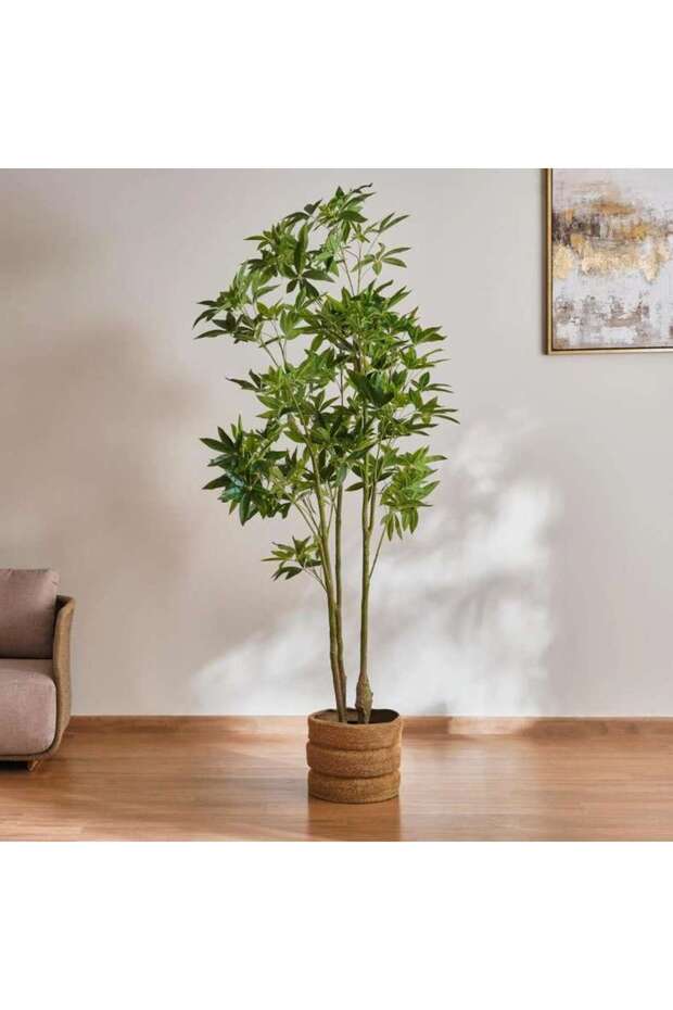 Pachira Aquatica Tree With Pot H240cm - Green