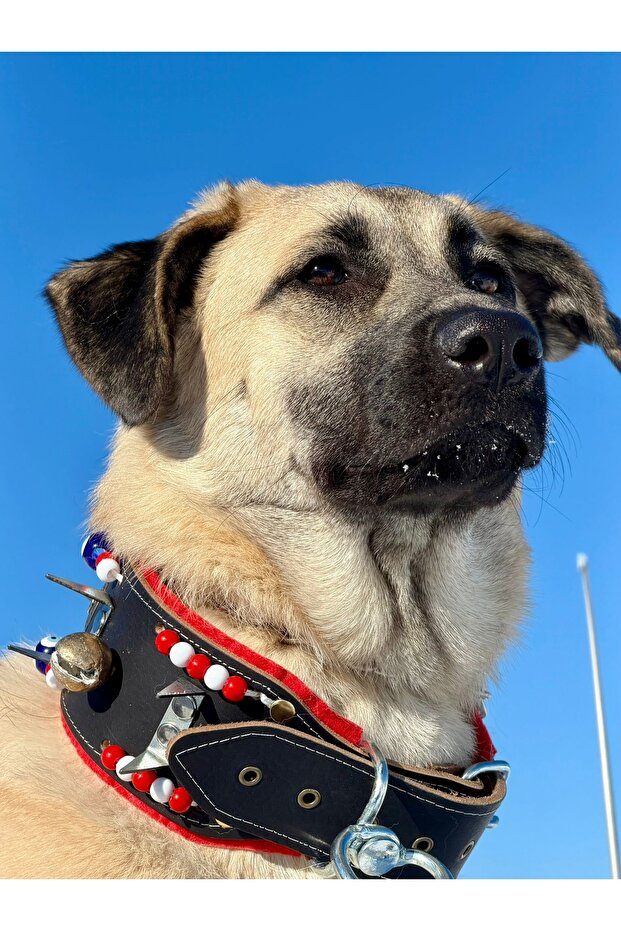 Kangal Shepherd Dog Collar with 2 Bells Genuine Buffalo Leather