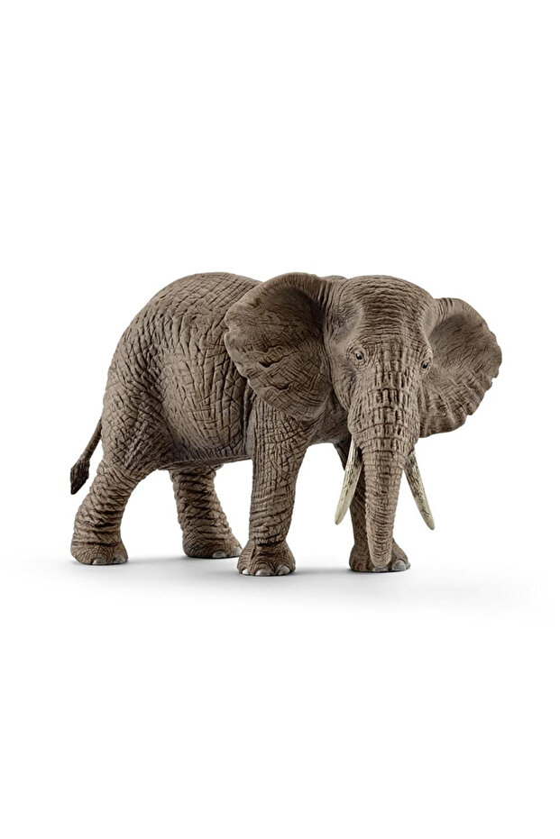 Corn de elefant african - 1