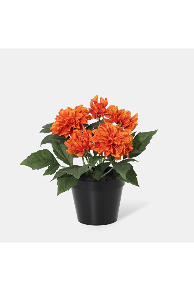 New In Fernza Dahlia Potted Plant Orange H26Cm