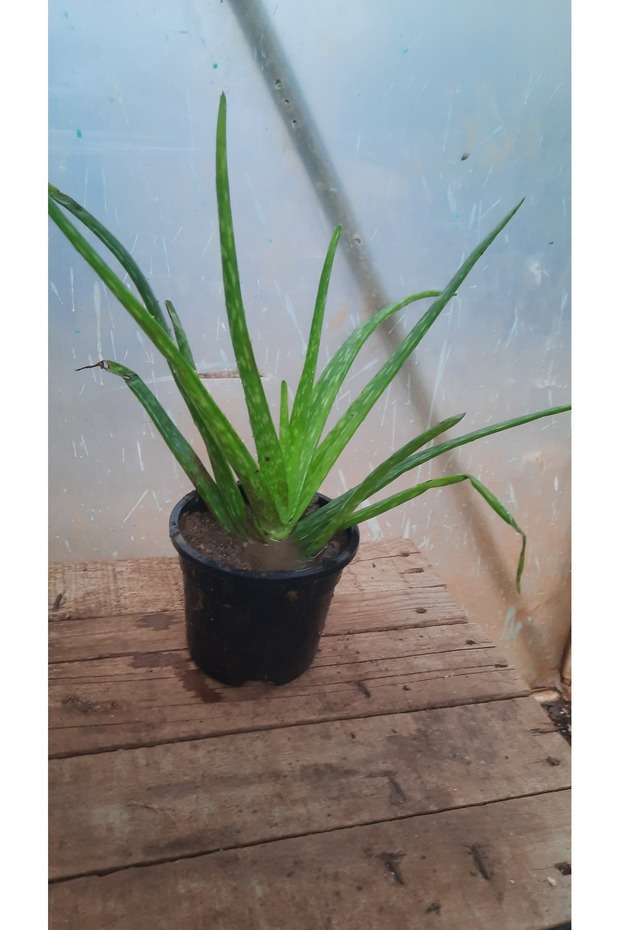 Alovera