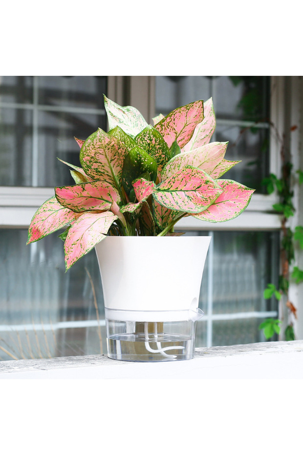 M15X11X10CM A insFengtu Cultivation Flower Pot with Visible Water Level, Automatic Water Absorption,