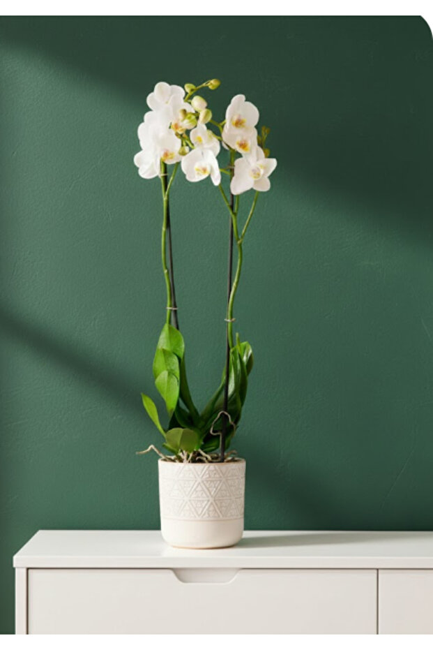 Phalaenopsis Orchid Holland 2 Stem (White) - 50cm to 70cm