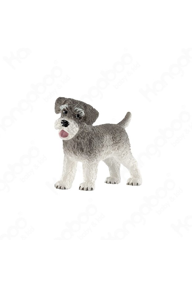 Schnauzer Miniatură Schnauzer