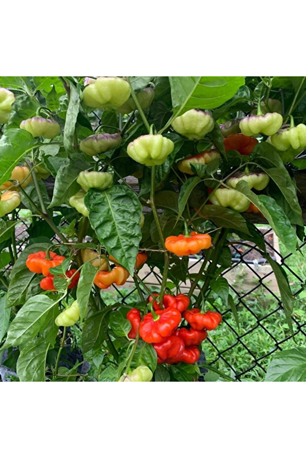 بذور 100pcs بذور الفلفل الكاشوشا ، الفلفل الحلو المعتدل الكثافة ، قوس قزح