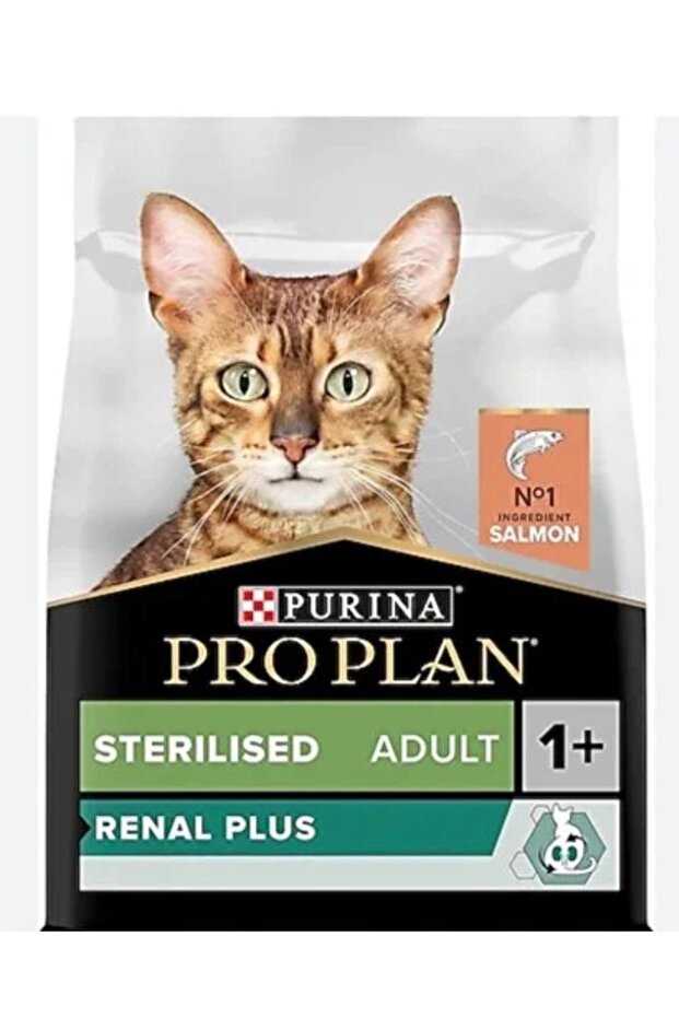 Kedi