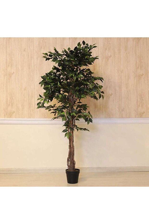 Ficus Tree Green H180cm - 3