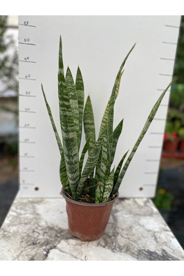 Sansevieria