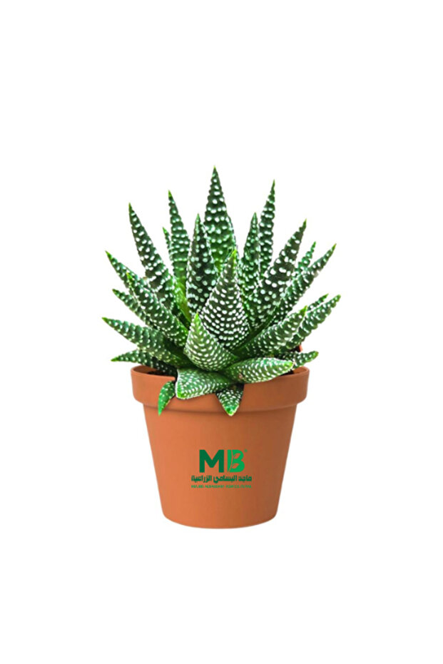 Haworthia Pot 8.5cm