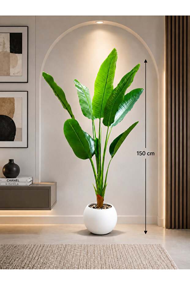150 cm Tall Banana Tree with a Solid Core