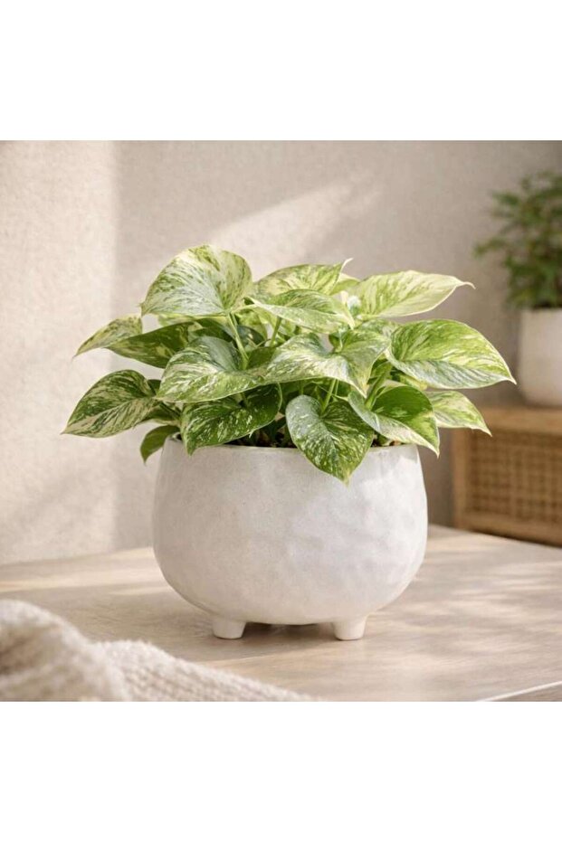 Plummer Stoneware Organic Round Planter 21x21x17.8cm - White