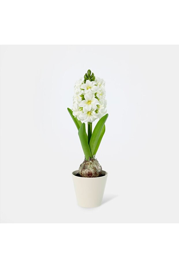 New In Fernza Hyacinthus Potted Plant White H30Cm