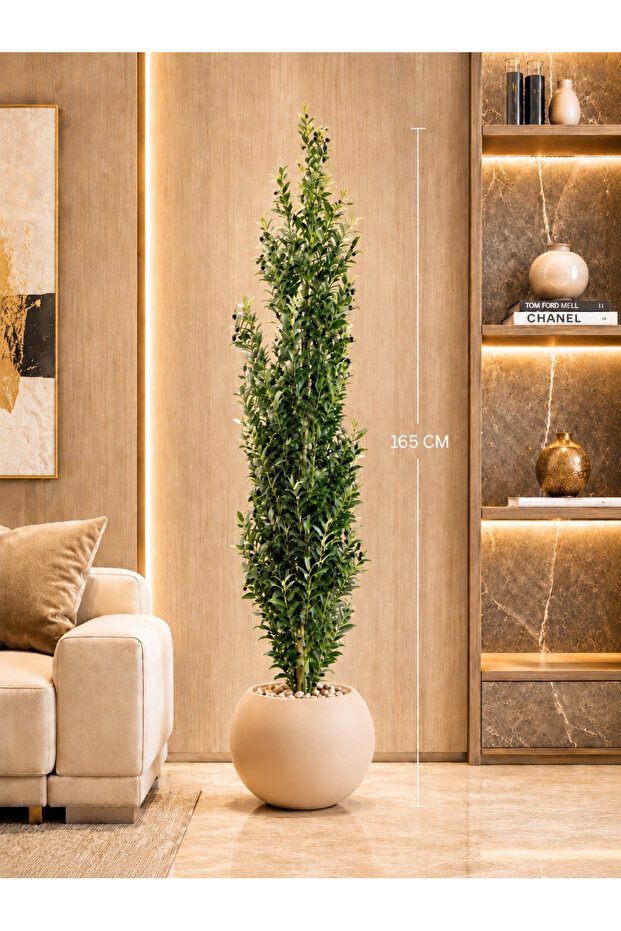 165 cm High Olive Tree with Mecanum Wheelbase