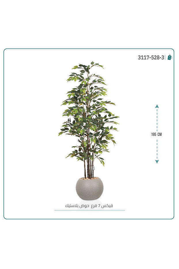 شجرة فيكس (7 فروع) بمركن بلاستيك دائرى { ارتفاع 195 سم }
