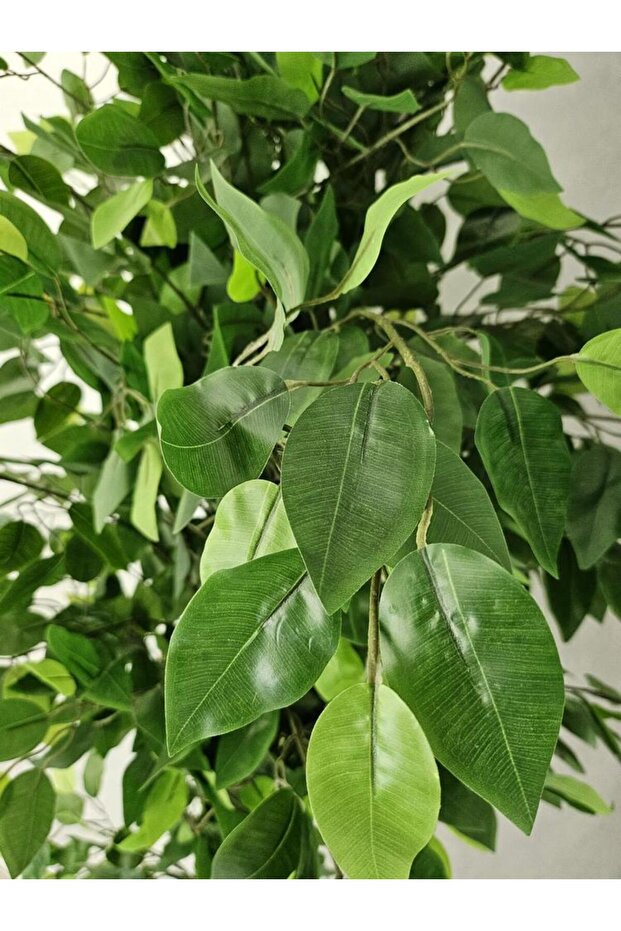 Ficus 180cm - 4