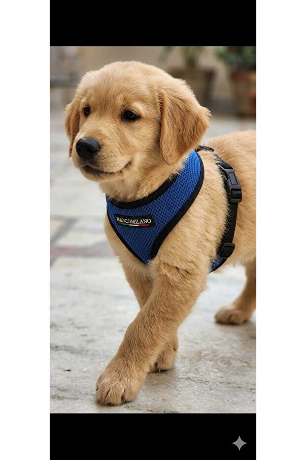 Comfortable Pet Chest Harness Size m