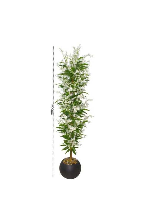 Black pot tree height 200