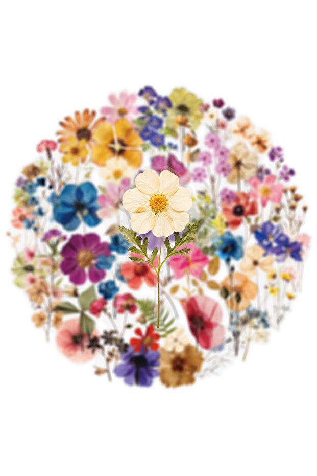50Pcs 50Pcs Transparent PET Flower Plant Material Stickers DIY Diary Phone Case Handmade Scrapbook A