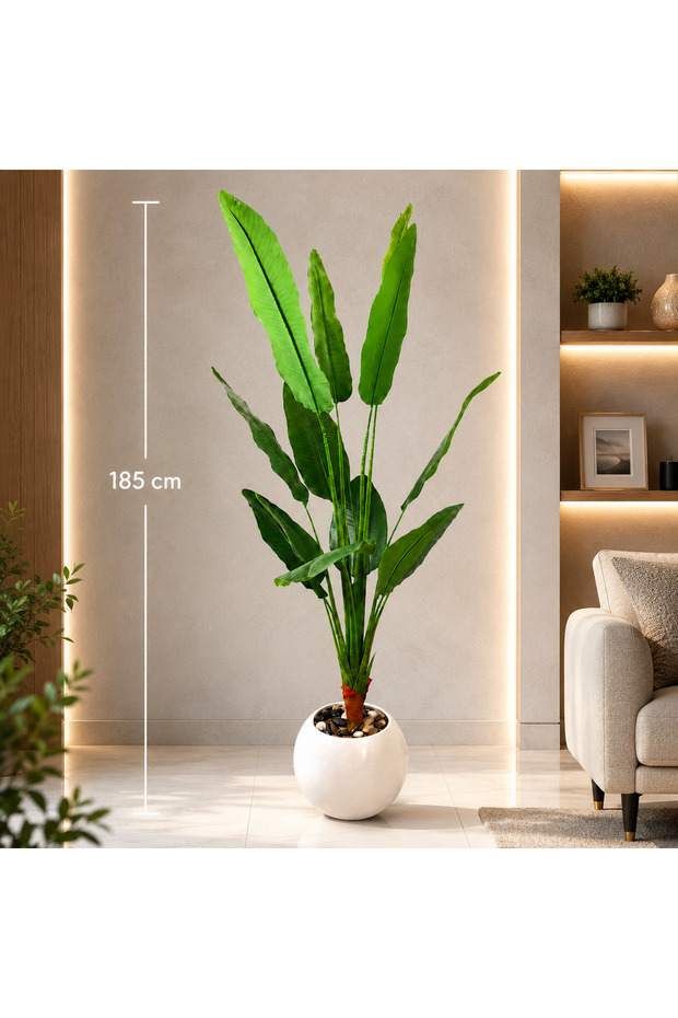 185 cm Tall Banana Tree with a Solid Core
