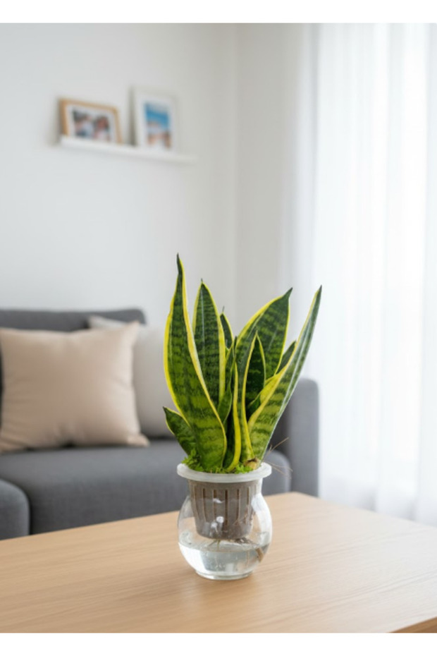Self Watering Snake Plant Sansevieria