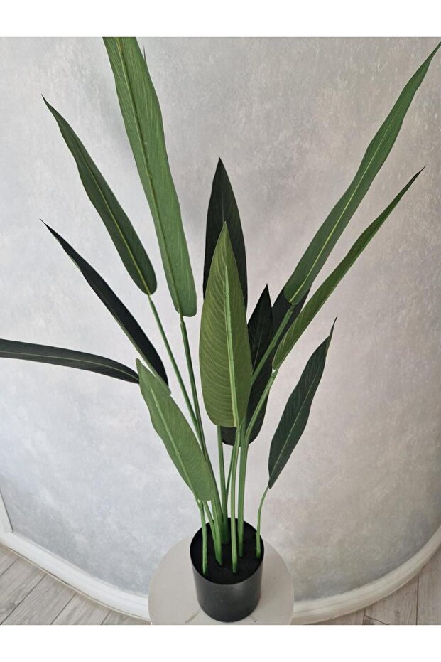 Canna 105cm - 4