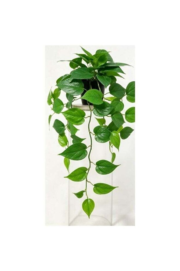 Fernza Artificial White Edged Plant 50cm Green Potted Indoor Décor