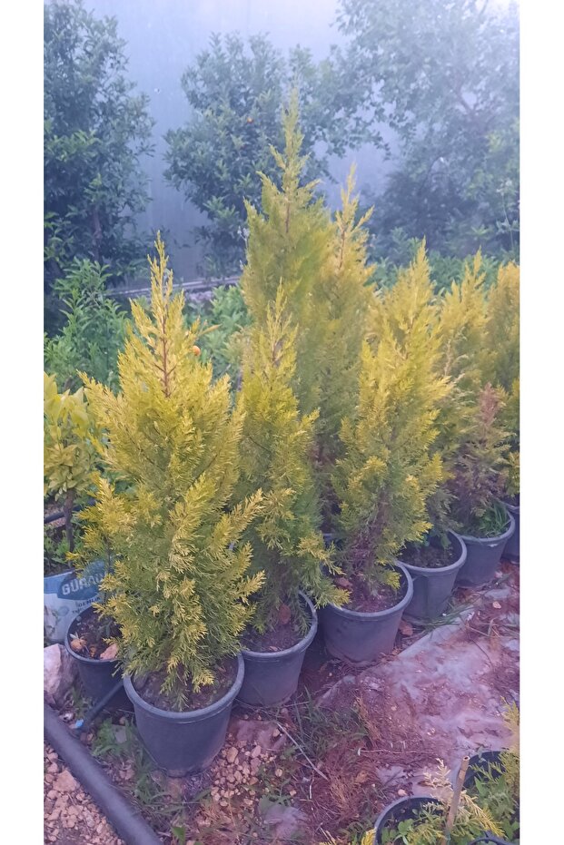 Limon selvisi çamı