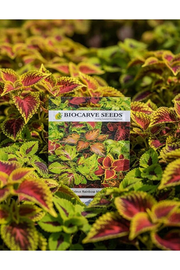 Coleus Rainbow mixed