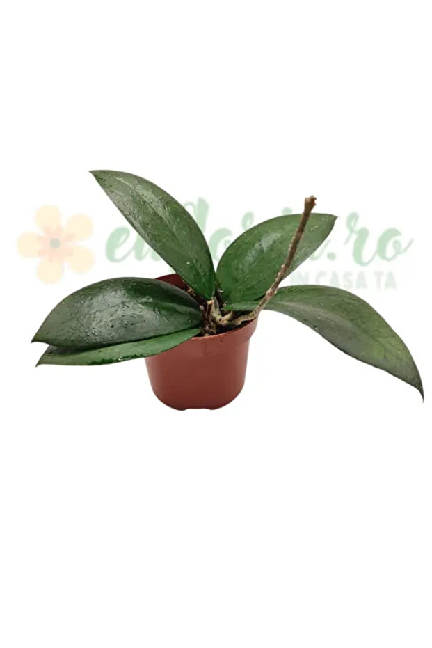 Hoya 'Puom Siam Ruby' Ø10.5cm - 1