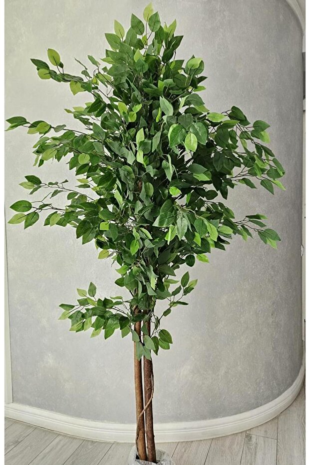 Ficus 180cm - 2