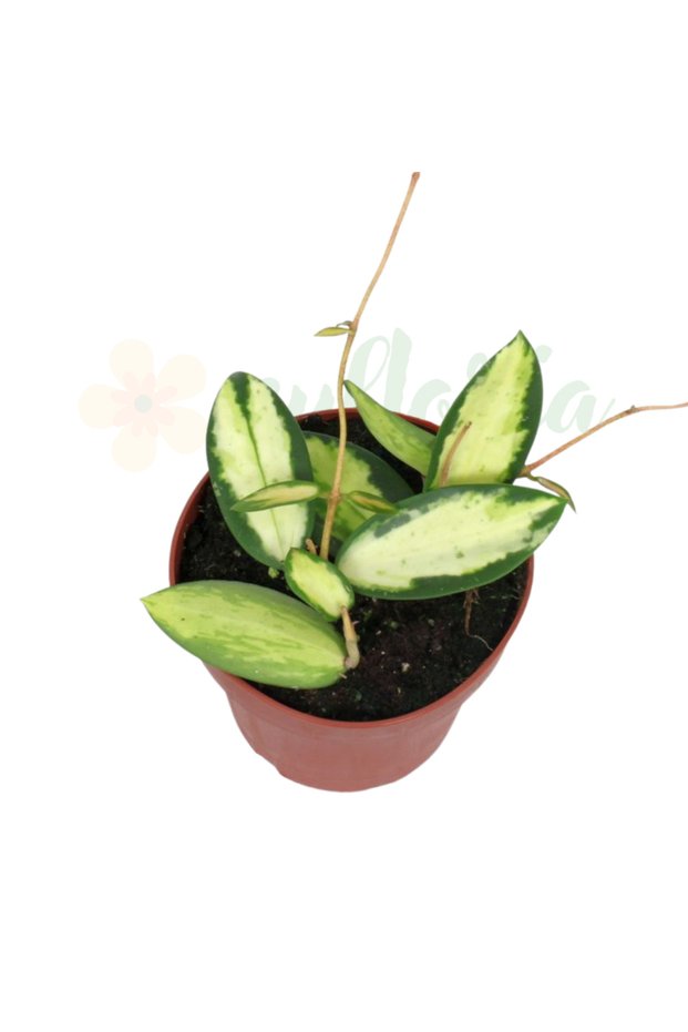 Hoya acuta (verticillata) 'Inner Variegata' Ø7cm