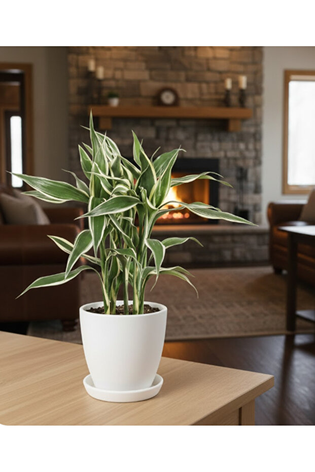 Dracaena sanderiana White Stripe - With Plastic Pot - 20cm to 30cm