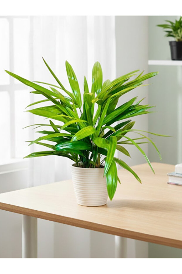 Raphis Palm - With Plastic Pot - 30cm to 40cm