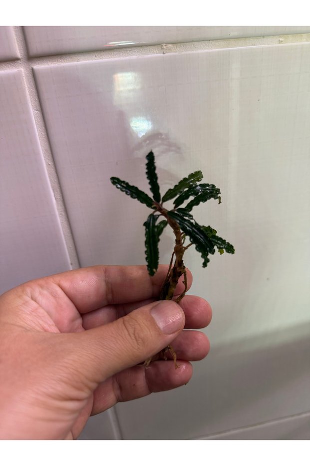Bucephalandra king crocodille
