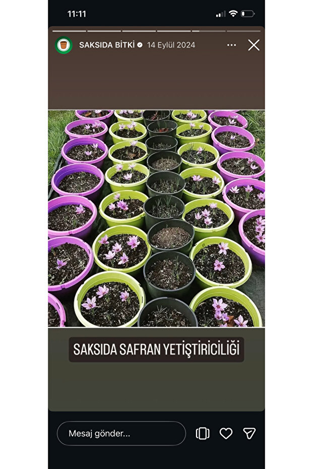 Safran 200 adet