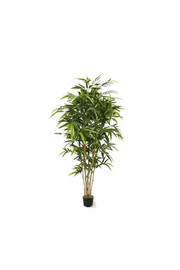 Bamboo Tree - 1