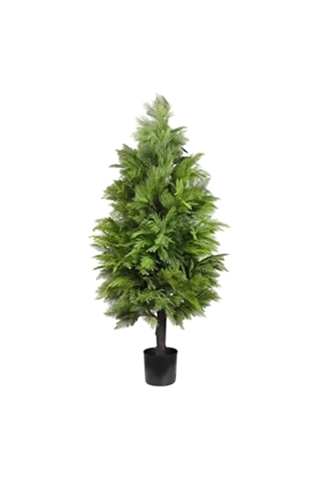 Araucaria tree - 1