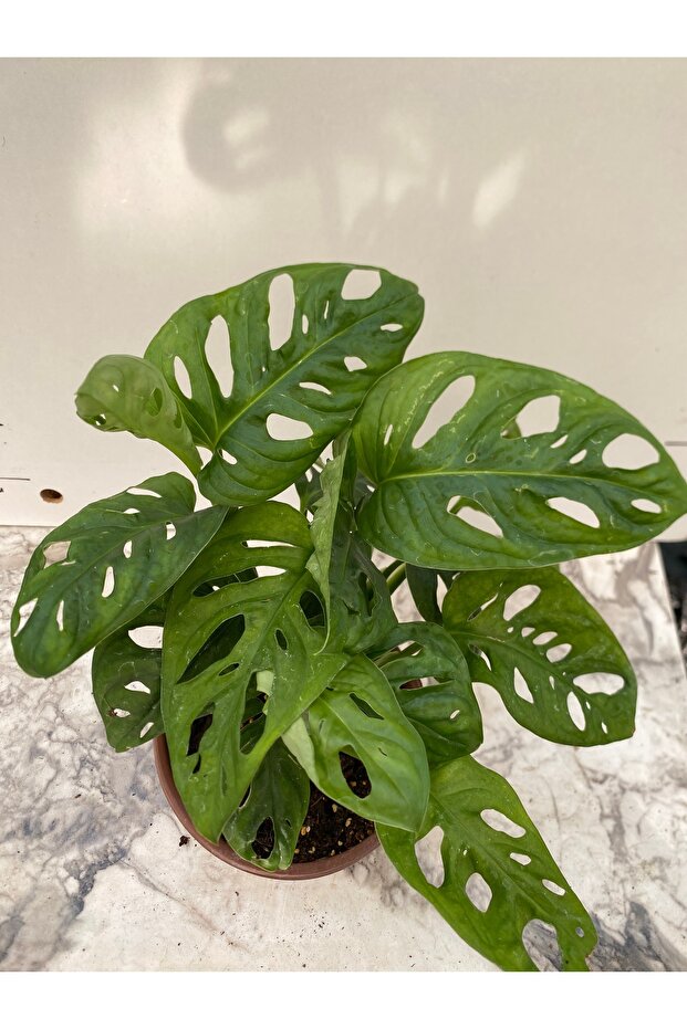 Monstera