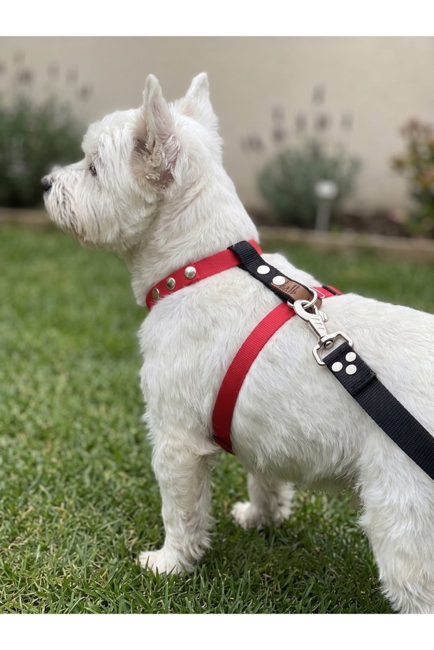 Dog Chest Harness Adjustable Small & Small Breed H Type Column Cord Red & Black