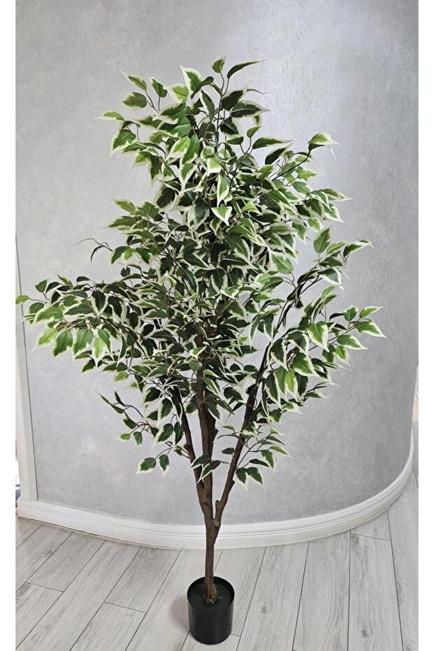 Ficus 165cm - 3