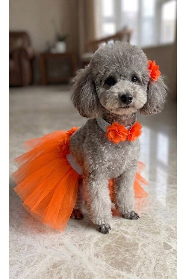 Cat Dog Tutu Skirt and Buckle