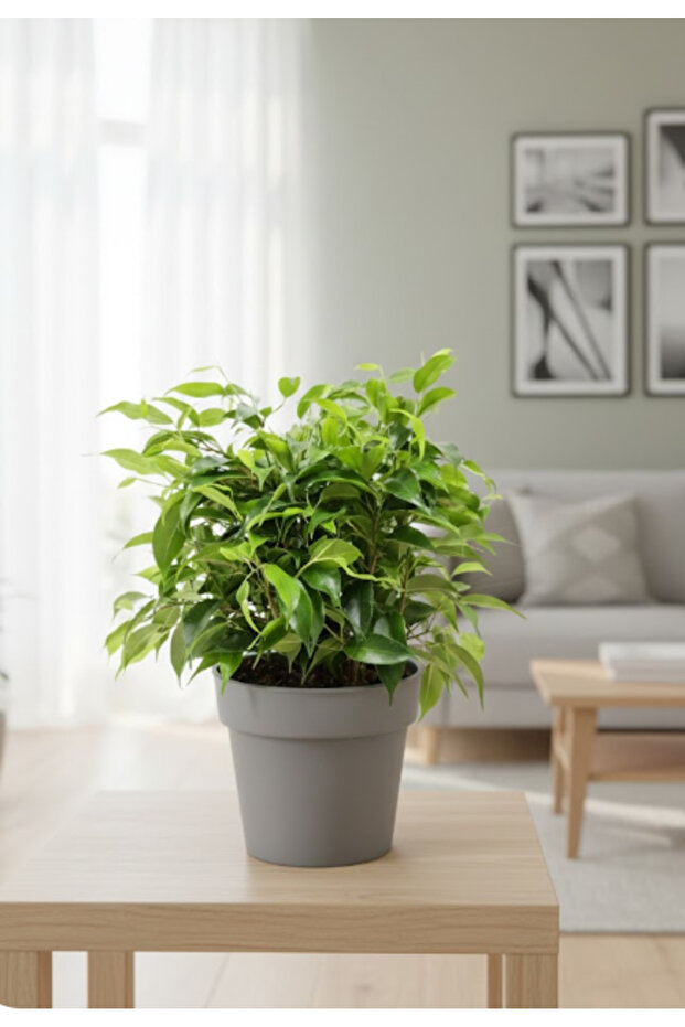 Ficus Benjamina Dwarf - With Plastic Pot - 20cm to 30cm