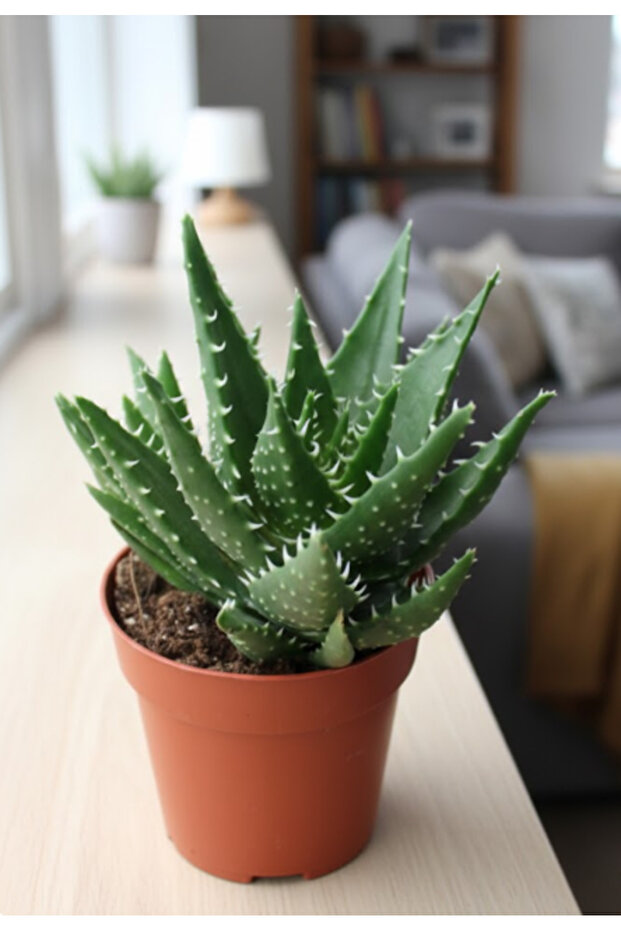 Aloe Brevifolia - Plastic Pot - 20cm to 30cm