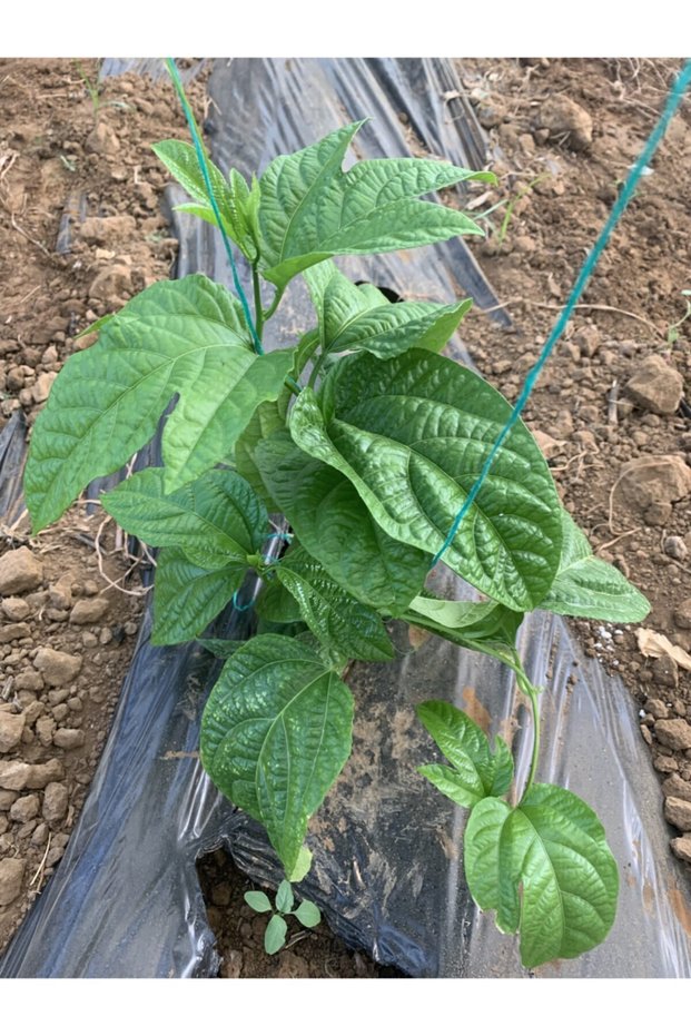 Tüplü Pasiflora Fidesi