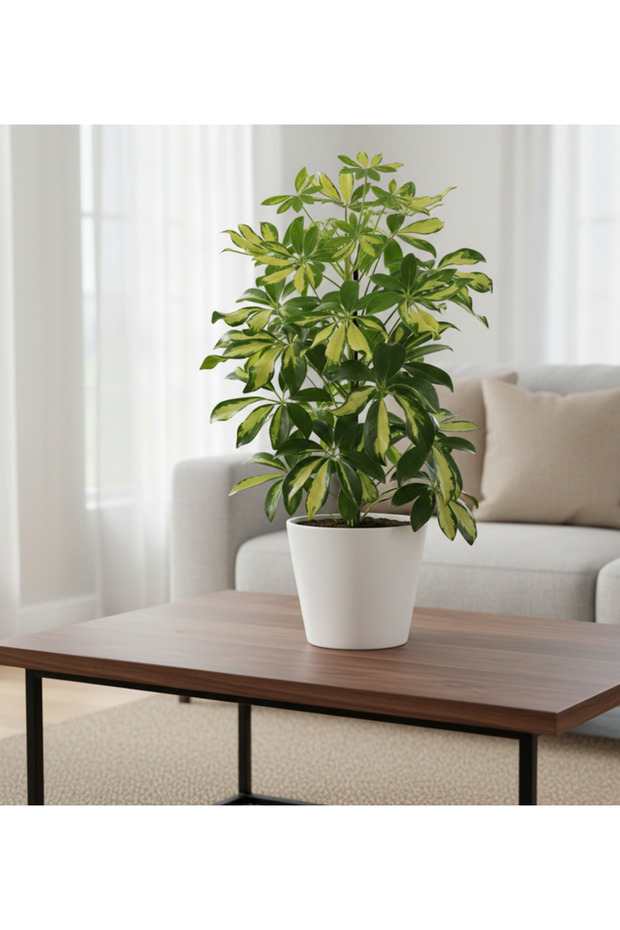 Schefflera Variegated With Plastic Pot - 40cm to 50cm