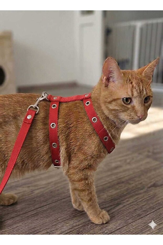 Escape-Proof, Bird-Eye-Proof, Durable, Adjustable, Cat Mini Breed Dog Harness Set Cat Harness, Cat Walking Leash, Cat Waist Leash, Cat Leash and Harness