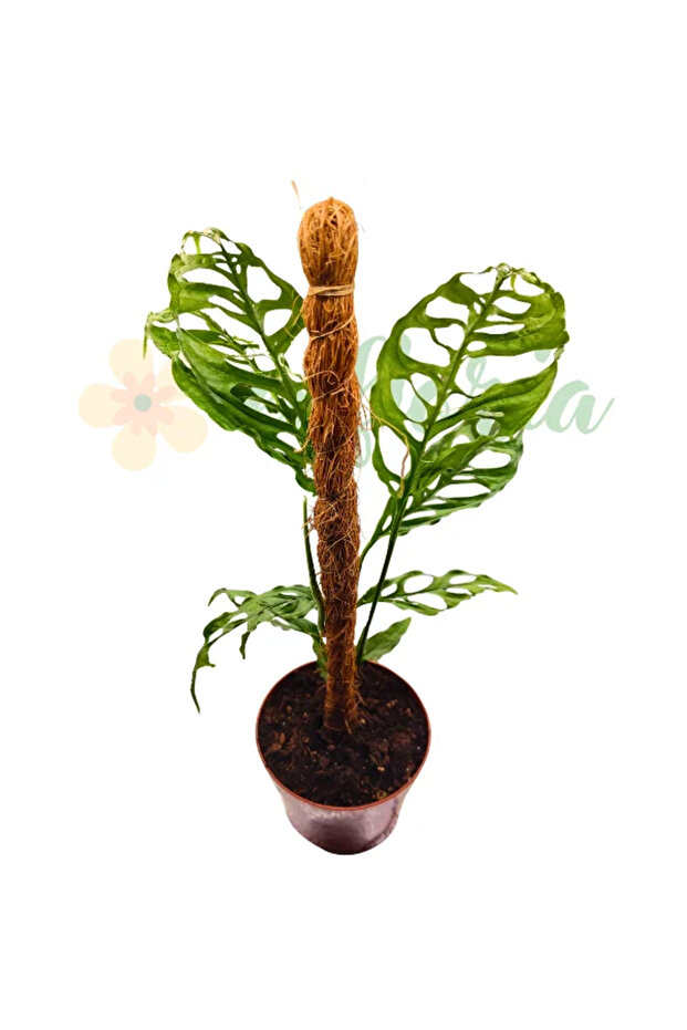 Monstera obliqua 'Peru' - 2