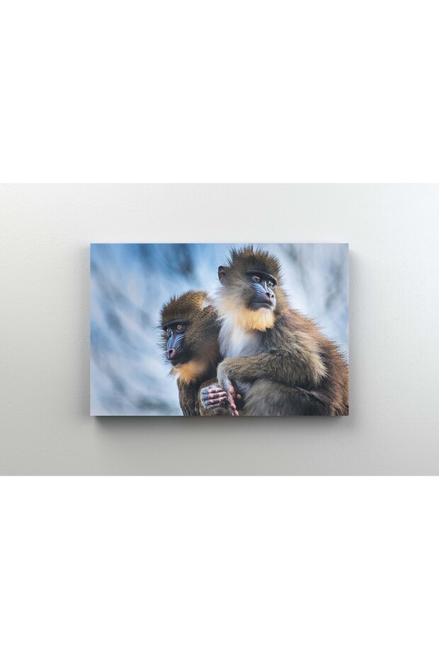 Tablou Canvas - Monkey Magic - 1