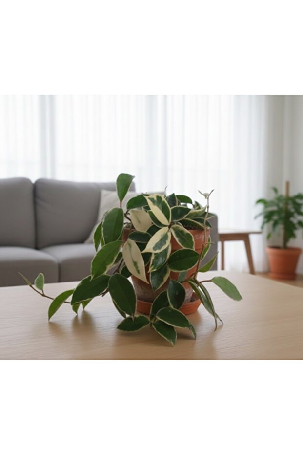 Hoya Carnosa - With Plastic Pot - 20cm to 30cm