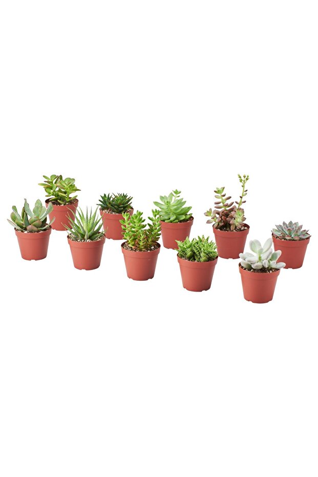 SUCCULENT Potted plant, assorted, 9 cm
